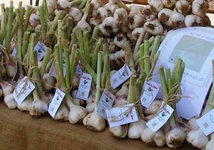 Aglio novello