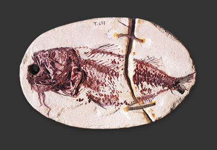 Berybolcensis leptacanthus