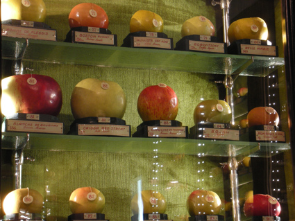 Museo della Frutta - mele