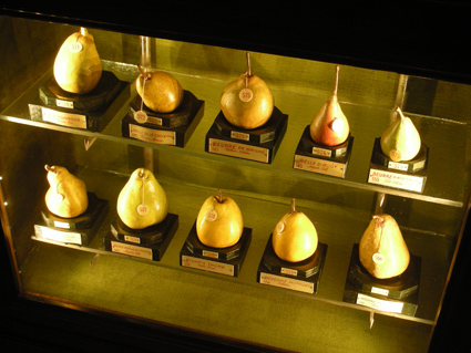 Museo della Frutta - pere