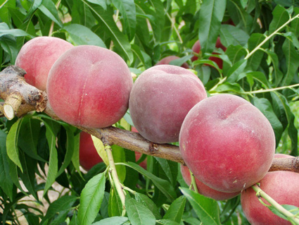 Pesche