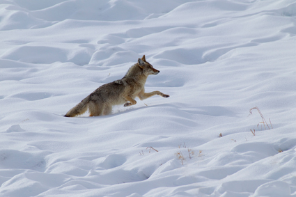 Coyote nel parco di Yellowstone