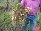 La raccolta dei tuberi