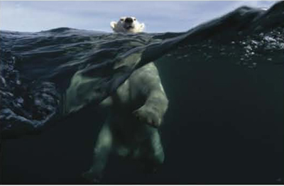 Joe Bunny, Polar Power, vincitore sezione Behaviour-Mammals
