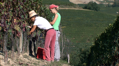 Vendemmia