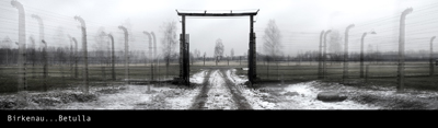 A. Lercara - Birkenau-betulla