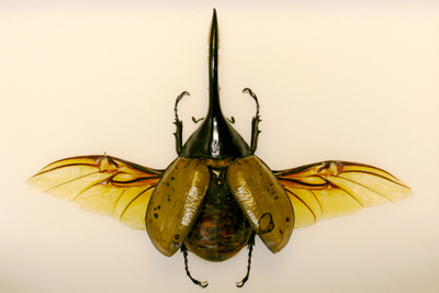 Dynastes Hercules